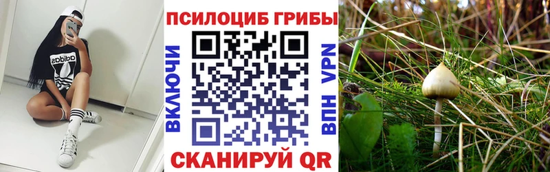 Псилоцибиновые грибы Cubensis купить закладку Черемхово
